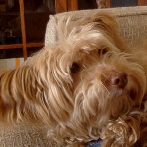 Meet your Posher, Renee